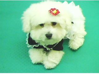 思亭宠物会所的照片