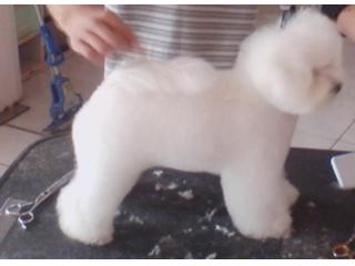 思亭宠物会所的照片